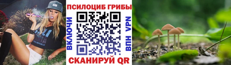 Купить где  Суворов  Псилоцибиновые грибы Psilocybe 